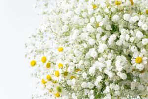 かすみ草とマーガレット