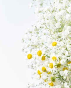 かすみ草とマーガレット