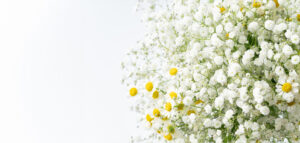 かすみ草とマーガレット_横長